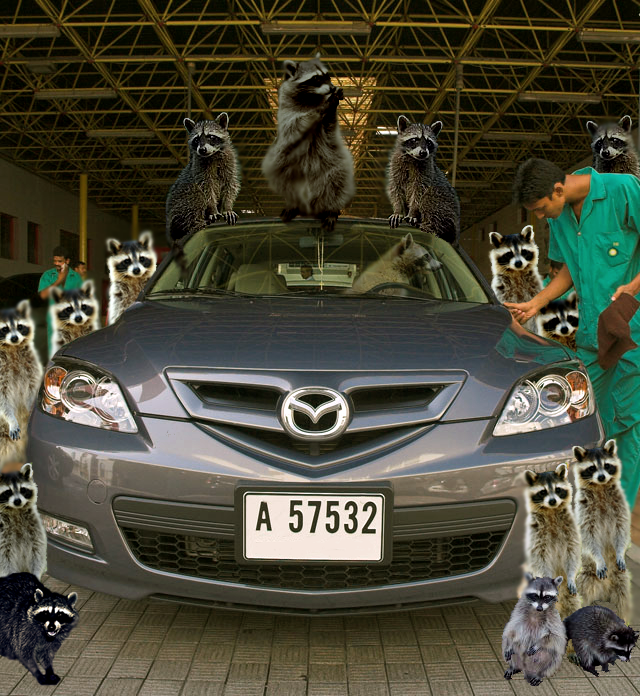 RaccoonCarWash-2.png